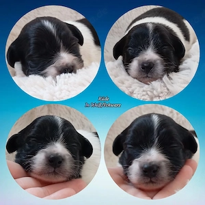 Wunderschöne Papillon Pomchi Mix Welpen 