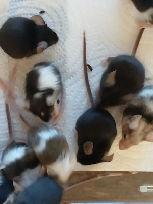 Farbmäuse abzugeben 