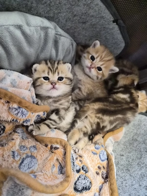 Wunderschöne Einzigartige BKH kitten 