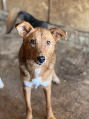 Asina ca. 46 cm   die Süße