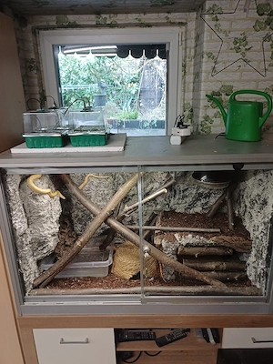 Kornnattern mit Terrarium 