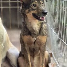Dusty W ca. 45 cm  Geht direkt ins Herz