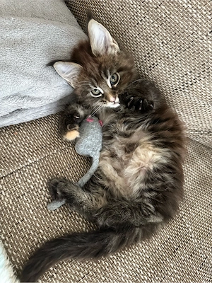 Maine Coon Katze mit Stammbaum