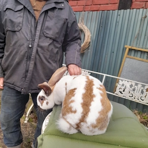 Riesenschecke  weiblich