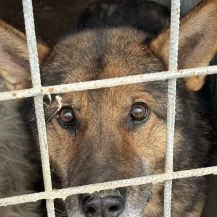 Milo R ca. 55 cm   ein gestandener Hundemann