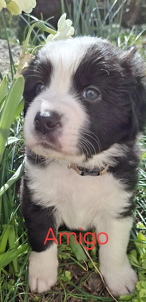  Australien Shepherds Welpen mit Papieren