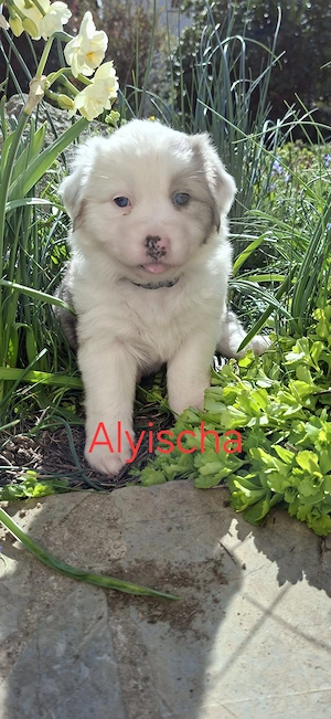  Australien Shepherds Welpen mit Papieren