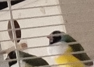 Verkaufe 2 Gouldamadinen 