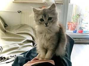 Noch ein Mischlingskätzchen übrig