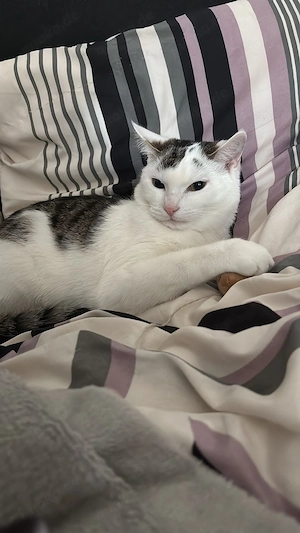 Kleiner Kater zu verkaufen