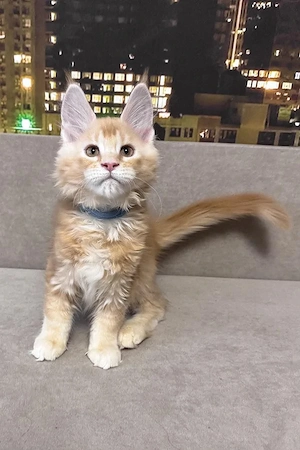 Edler Maine Coon Kater   Red Silver Ticked   3 Monate   Rarität Bild 5