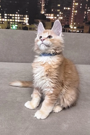 Wunderschöner Kater (5 Monate)   geimpft, sozialisiert und kinderfreundlich.