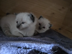 Babykatzen, Katzenbabys