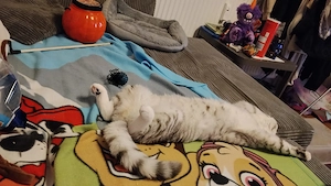 BKH Katze in gute Hände abzugeben 