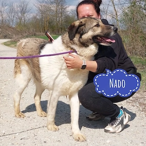 Nado, riesiger Schmusebär wünscht sich endlich ein Zuhause