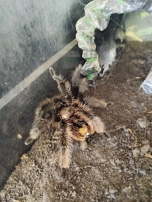 Kurzhaar Vogelspinne Männchen gross