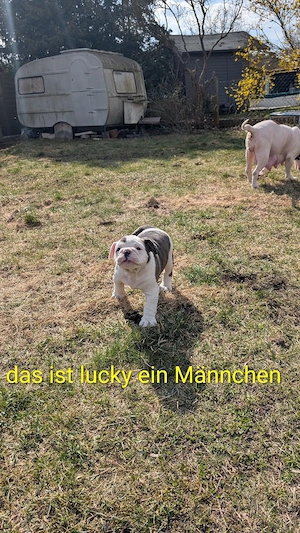 3 süße old englishe Bulldogen suchen noch ein zuhause 