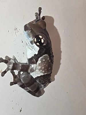 Baumhöhlen-Krötenlaubfrosch