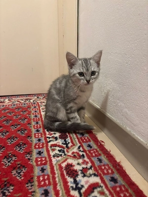 Schweren Herzens suchen wir ein neues, liebevolles Zuhause für unsere wunderschöne, kurzhaarige Katz