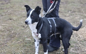 Familie gesucht für Josi Bild 4