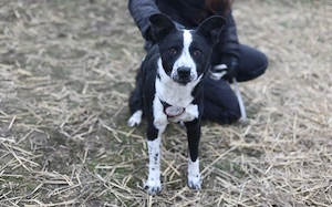 Familie gesucht für Josi Bild 2