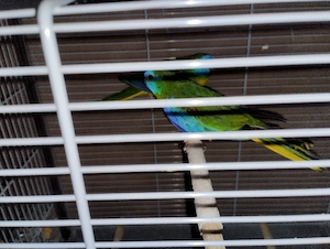 Zwei tolle und Zahme Glanzsittich Männchen zu Abgabe.