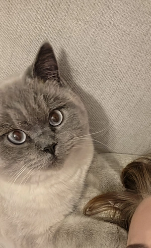 BKH Kater Blue Point 1 Jahr alt