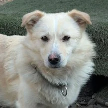 Filu 38 cm - kleiner Eisbär [auf Pflegestelle in 42859 Remscheid]