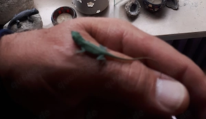 Anolis Carolinensis Nachzucht 