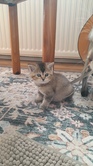 süße baby katzen bkh mix