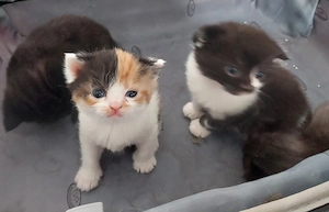 babycats scottich FD