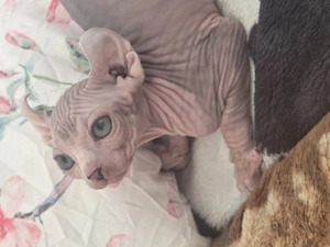 Sphynx kittens