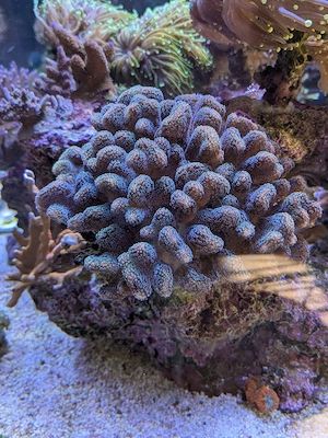 SPS Korallen Ableger Acropora  Bild 8
