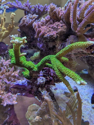 SPS Korallen Ableger Acropora  Bild 7