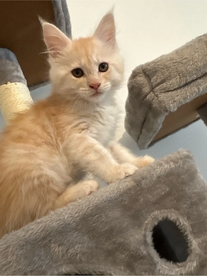 Maine Coon Mix Kitten