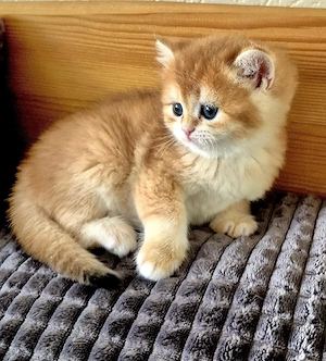 BKH  Kitten Reinrassig mit Stammbaum 