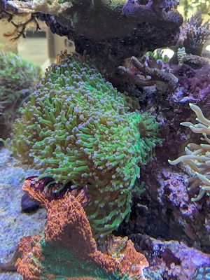 Korallen   Ableger Meerwasser Bild 7