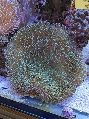 Korallen   Ableger Meerwasser Bild 9