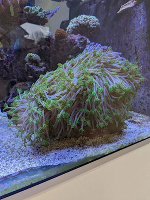 Korallen   Ableger Meerwasser Bild 5