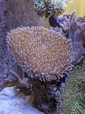 Korallen   Ableger Meerwasser Bild 8