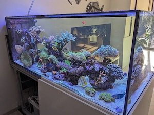 Korallen   Ableger Meerwasser Bild 2