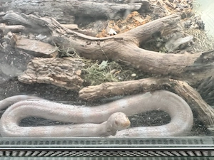 Albino Kornnatter mi Terrarium und Futter