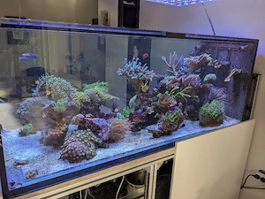 Korallen   Ableger Meerwasser