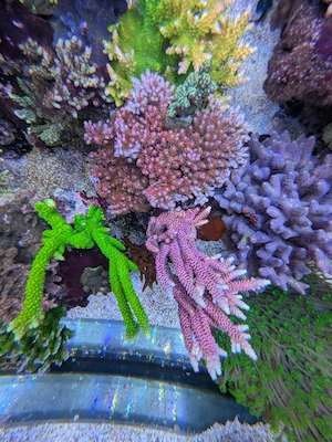 Korallen   Ableger Meerwasser Bild 6