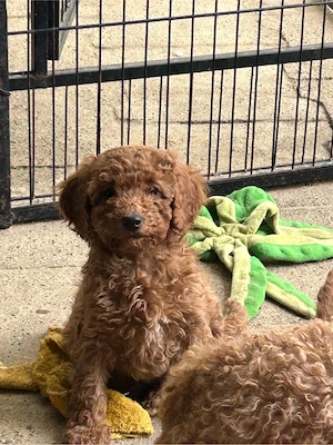 Süße Zwerpudel m w in red fawn suchen liebe Adoptieveltern.