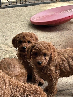 Süße Zwerpudel m w in red fawn suchen liebe Adoptieveltern.