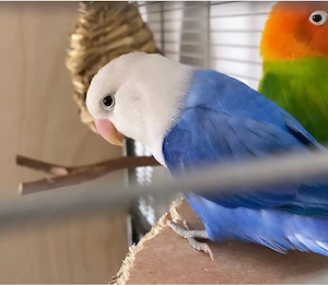 Pfirsichköpfchen Pärchen