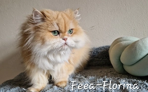 BLH Katze Lady Feea-Florina sucht ab sofort neue liebevolle Familie.