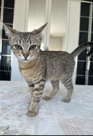 Mädchen sucht neus Heim