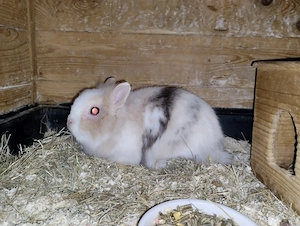 Drei tolle Kaninchen zu Abgabe.